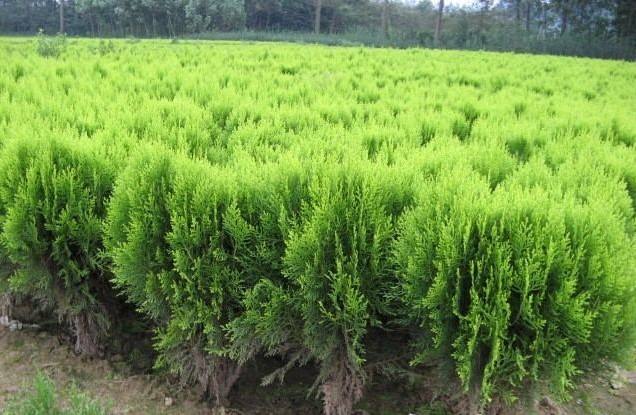 園林綠化苗木品種該如何選擇?