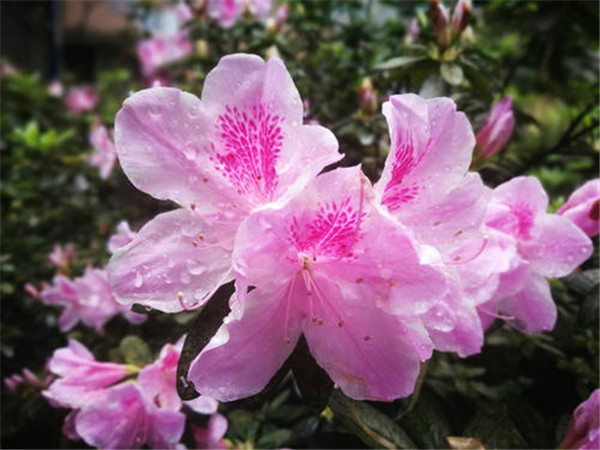 綠化工程中紫花杜鵑樹苗如何種植?