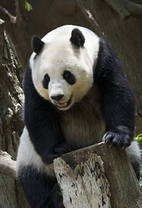“國寶”熊貓