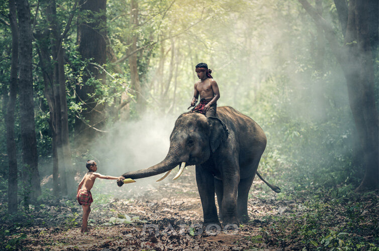 泰國大象和人和諧相處