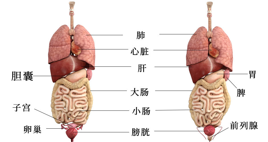 人體內臟位置分布圖