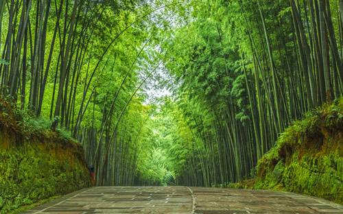 中國竹子之鄉排名 中國竹鄉在哪里 中國最大竹子基地在哪 竹鄉是哪里 中國最美竹林